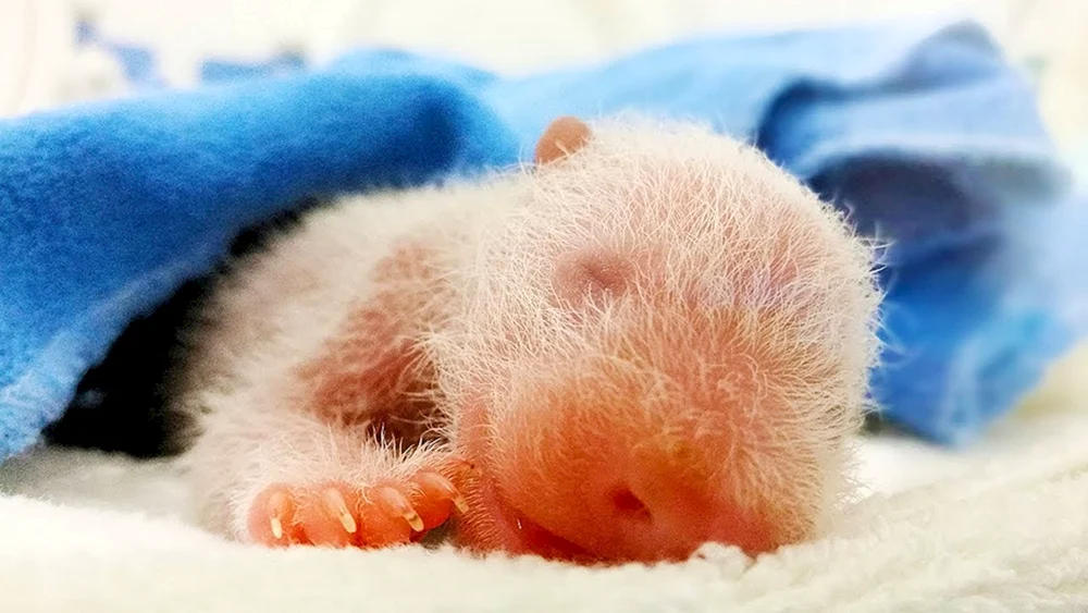 Neugeborenes Eisbärenbaby