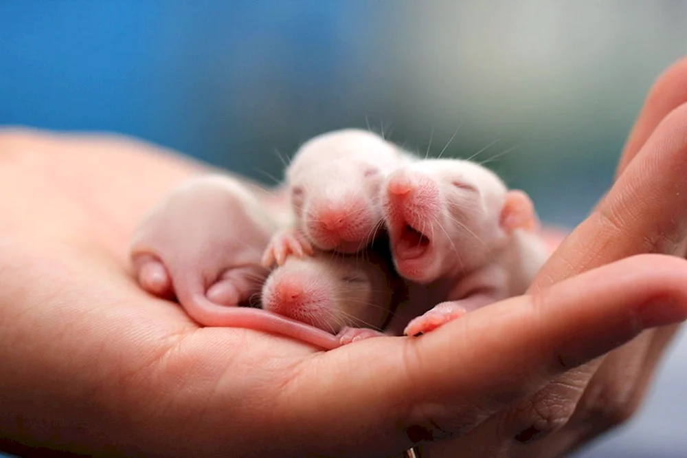 Jungarischer Albinohamster