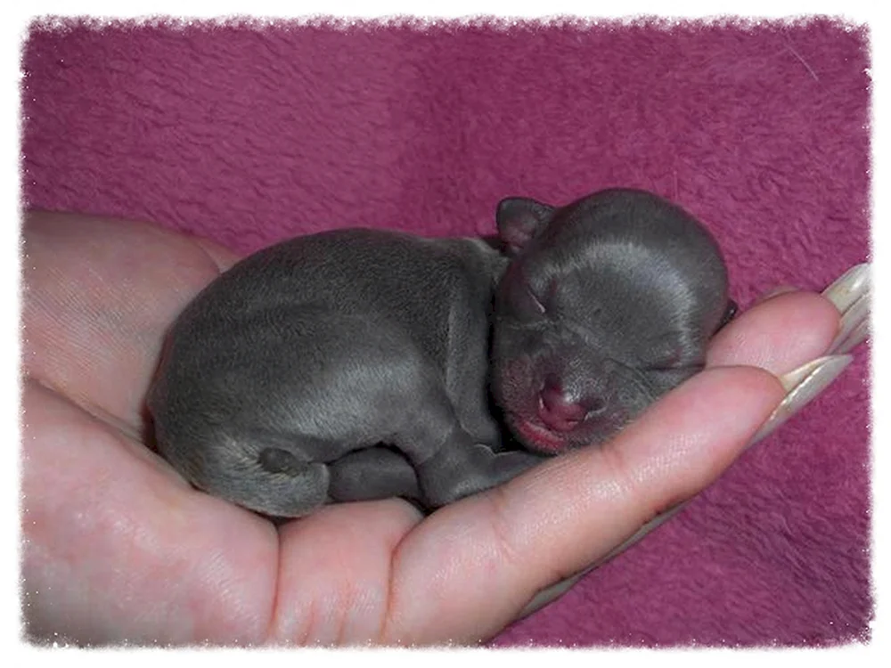 Neugeborene Chihuahua Welpen