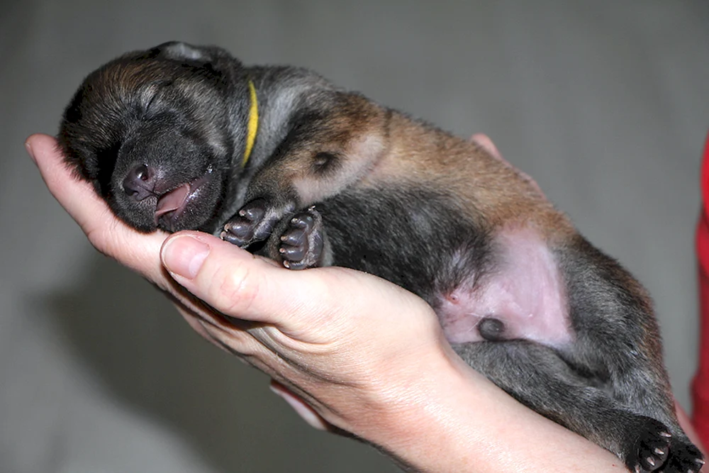 Neugeborene Labrador Welpen