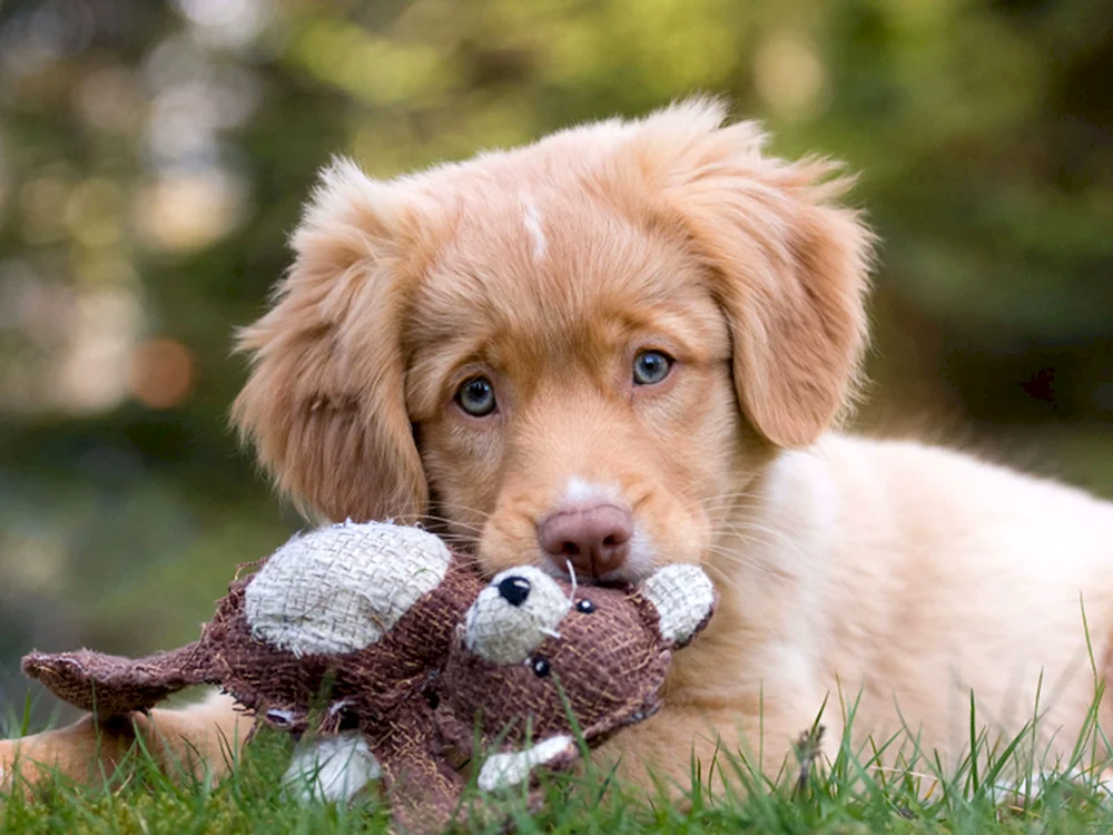 Schöne Hunde