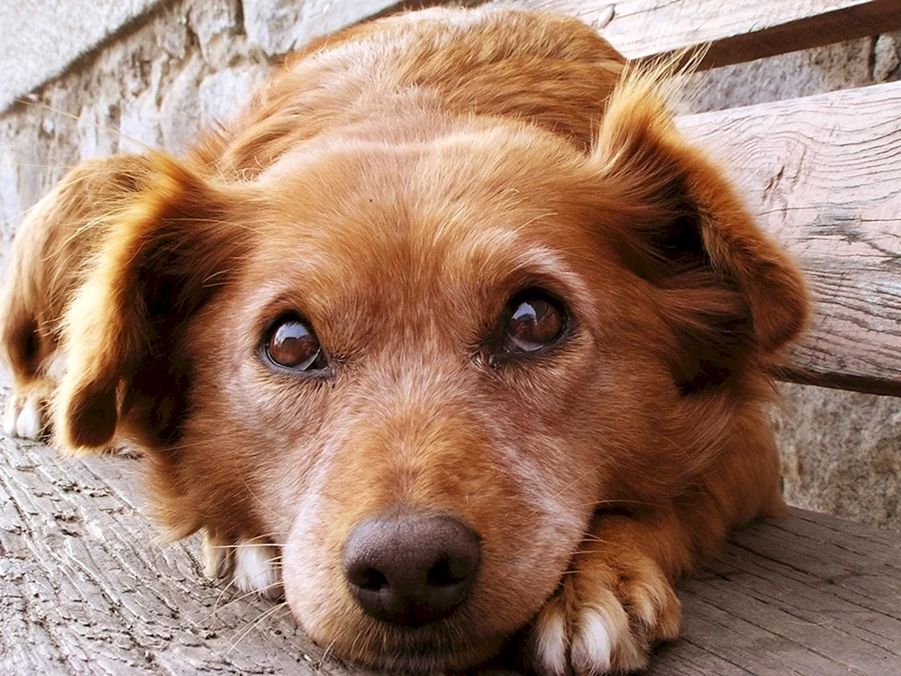 Mischling rex dog