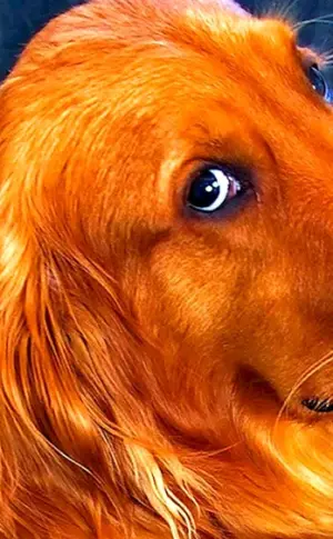 Nova Scotch Retriever Langhaar