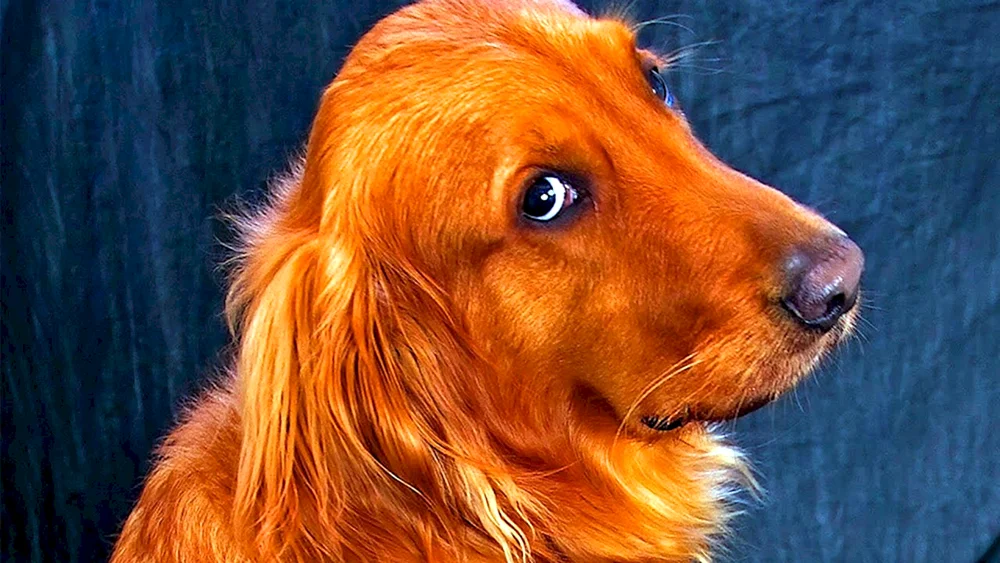 Nova Scotch Retriever Langhaar