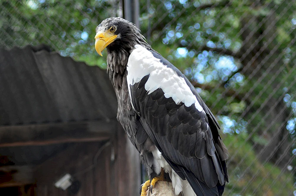 Nowosibirsker Zoo Adler