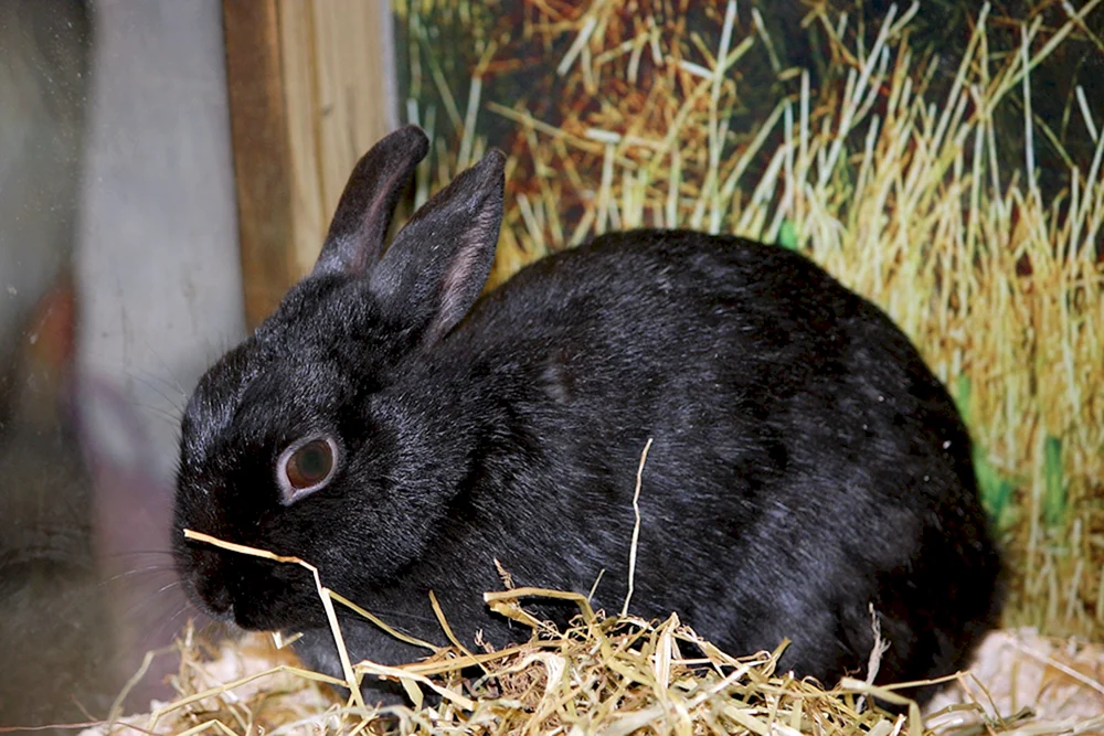 Neuseelandkaninchen schwarz