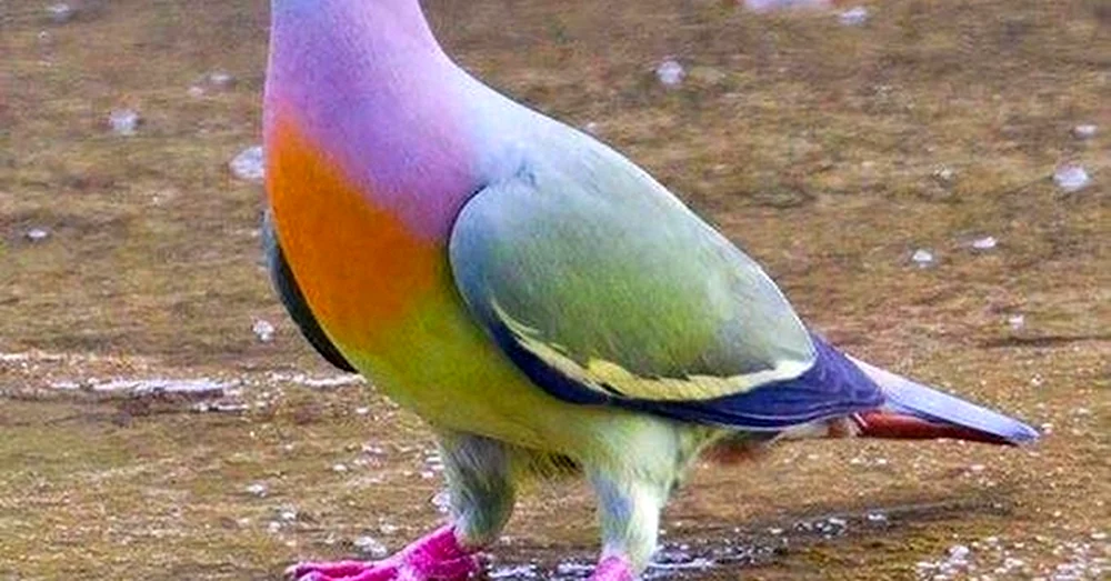 Neuseeländische Frugivore Taube