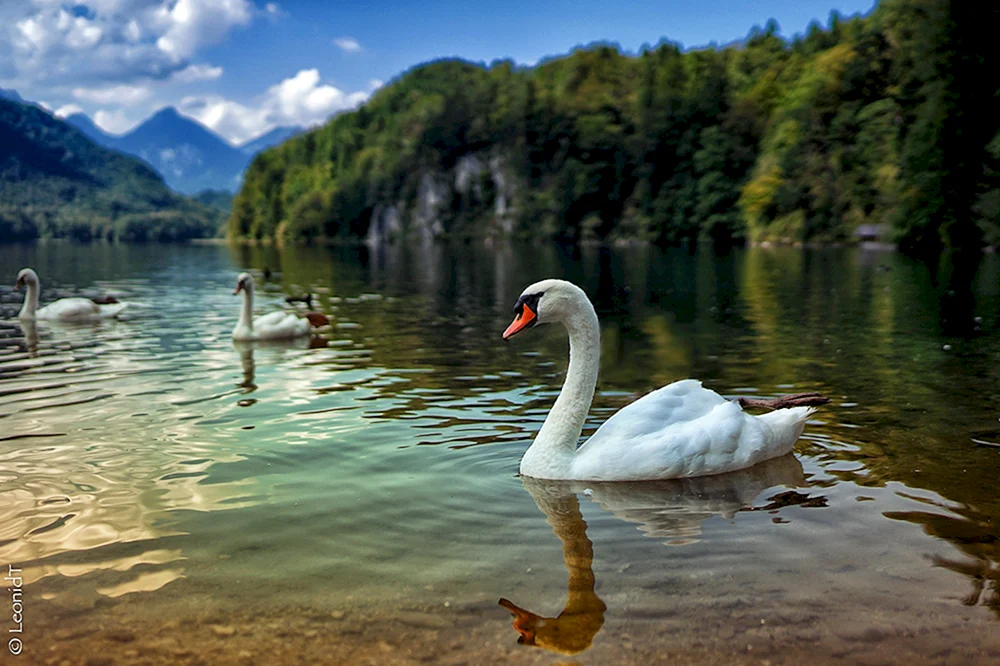 Novy Afon Swan Lake