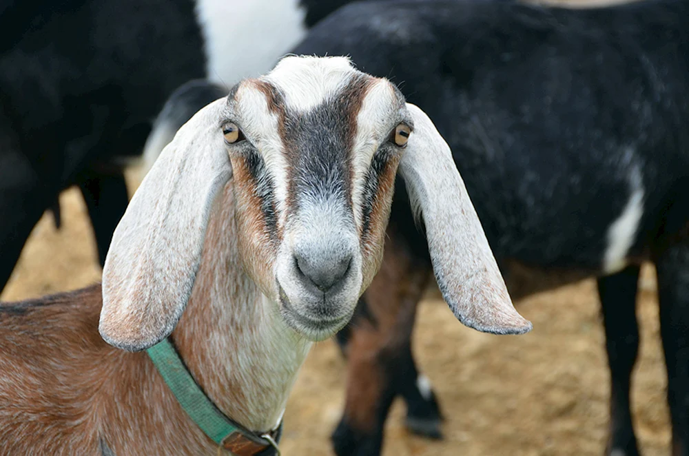Nubische Ziege