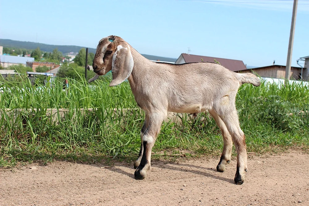 Nubische Ziege