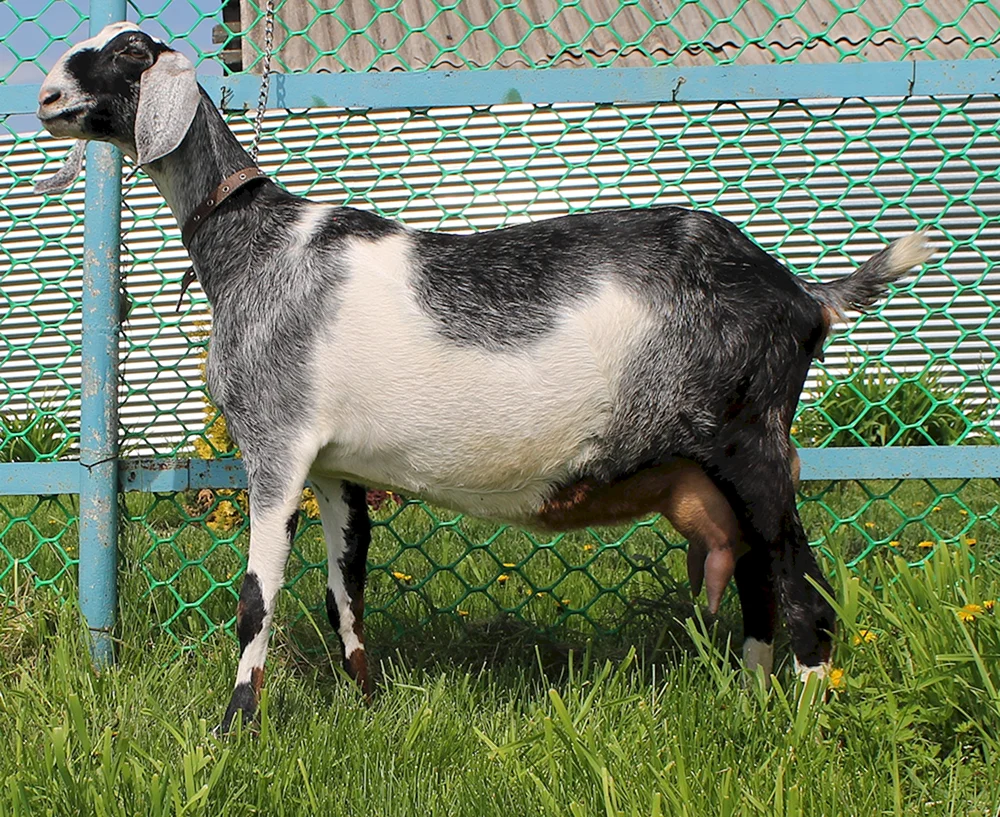 Nubische Schami Ziegen