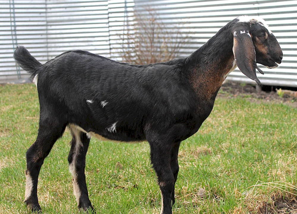 Nubische Ziege Schami