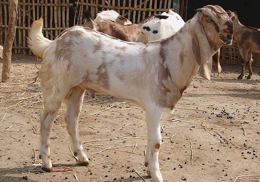 Damaskus Schami