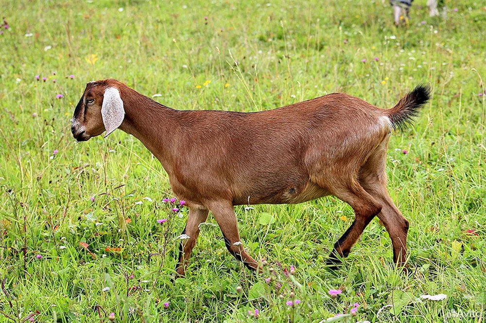 Nubische Schami