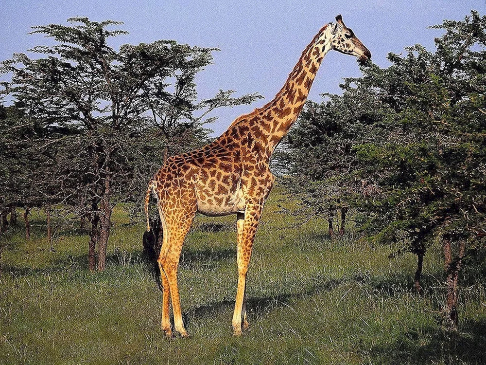 Giraffe Zeichnung