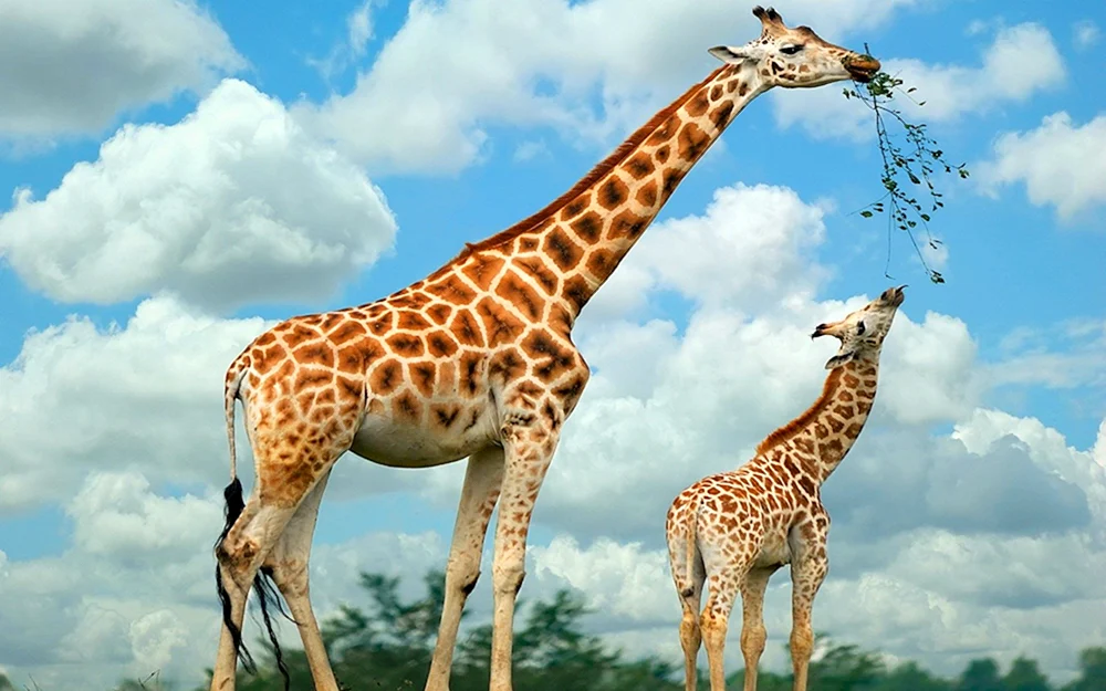Giraffe Baby