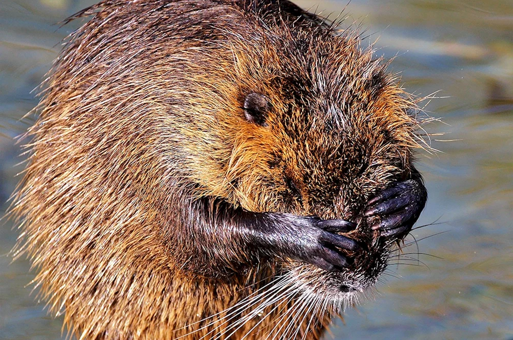 Biber Wasserschwein Capybara Capybara