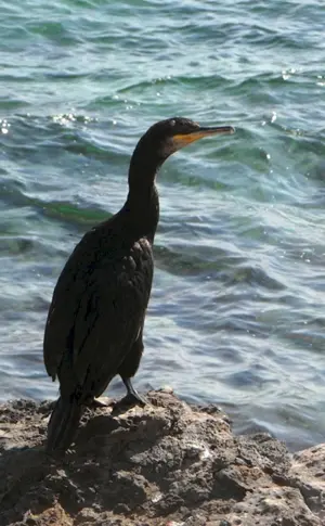 Schwarzer Kormoran