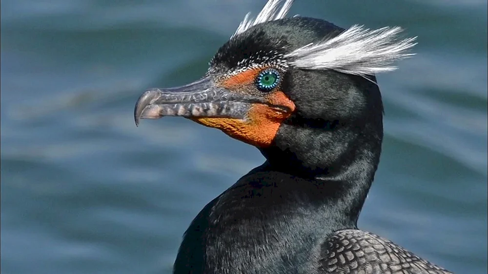 Ostseekormoran