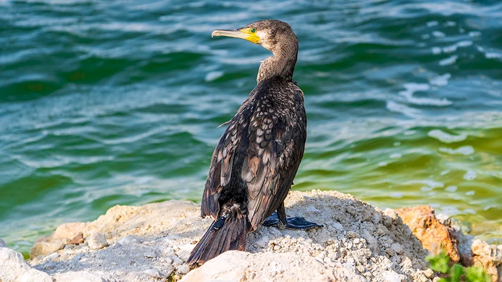 Ostseekormoran