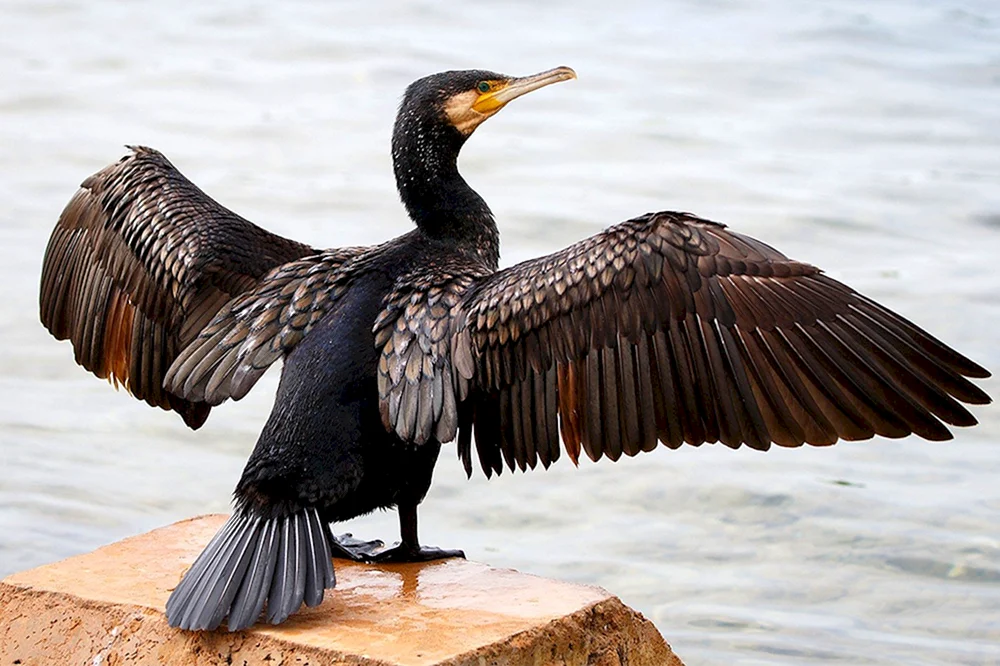 Schwarzer Kormoran