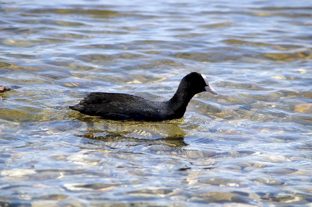 Schwarze Mittelsäger