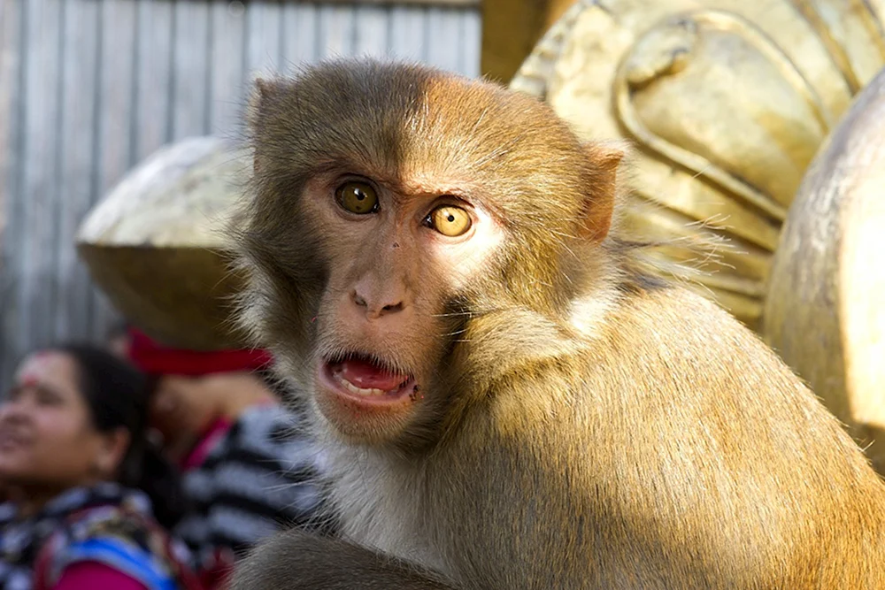 Orang-Utan-Affe