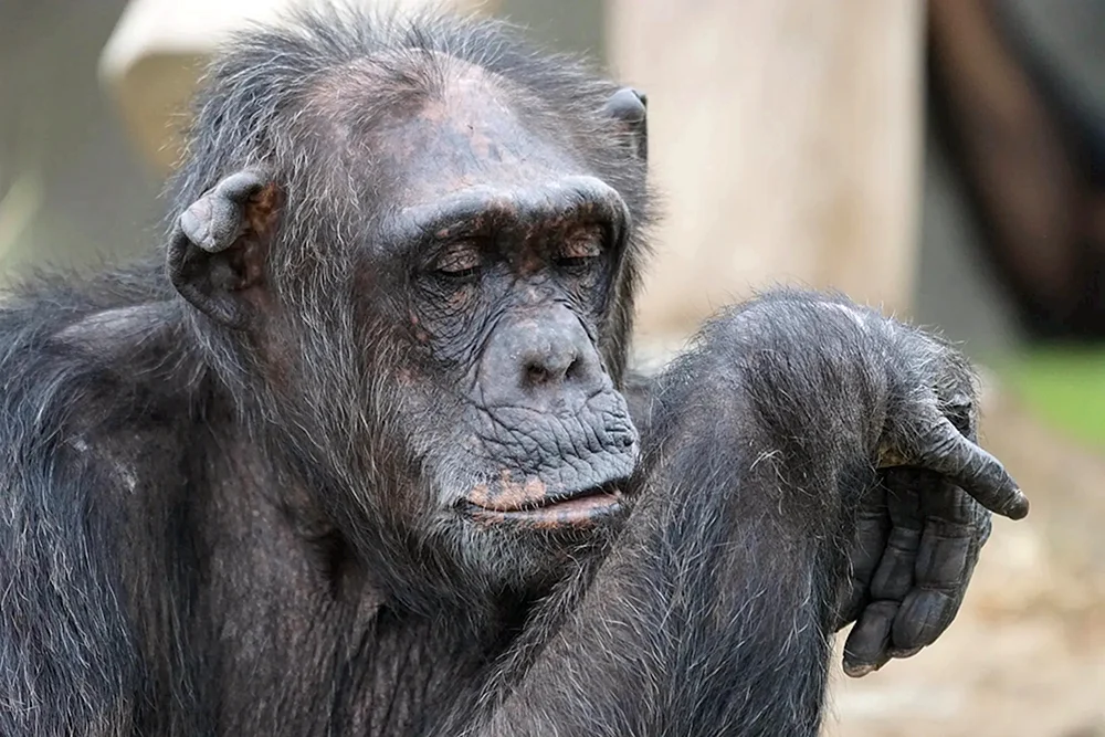 Affe