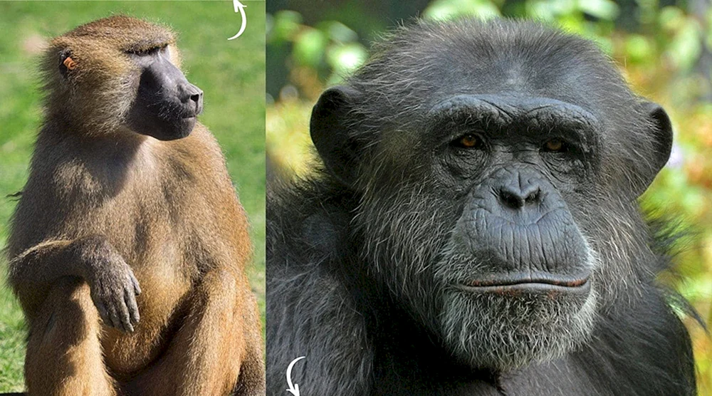 Affe