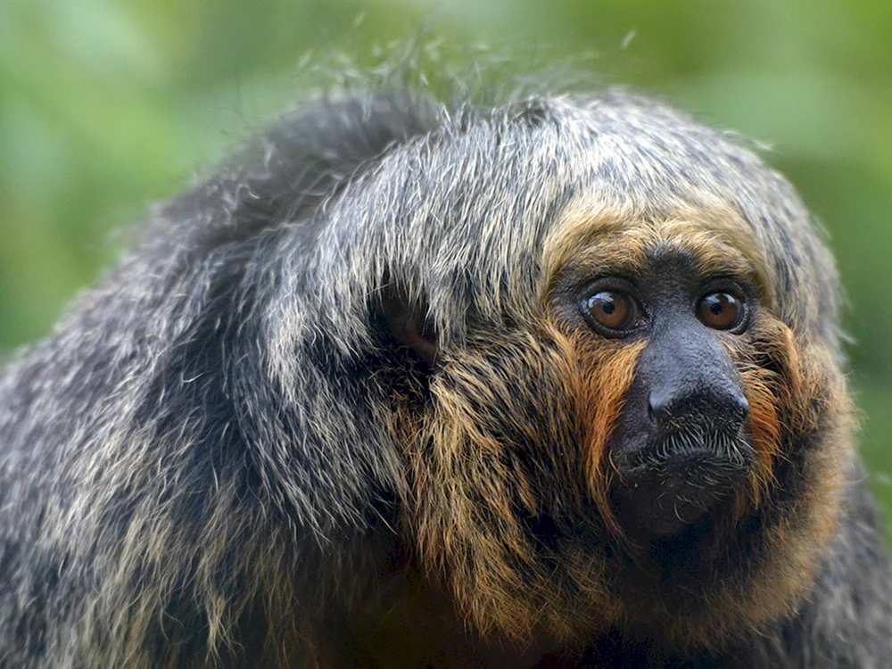 Affe