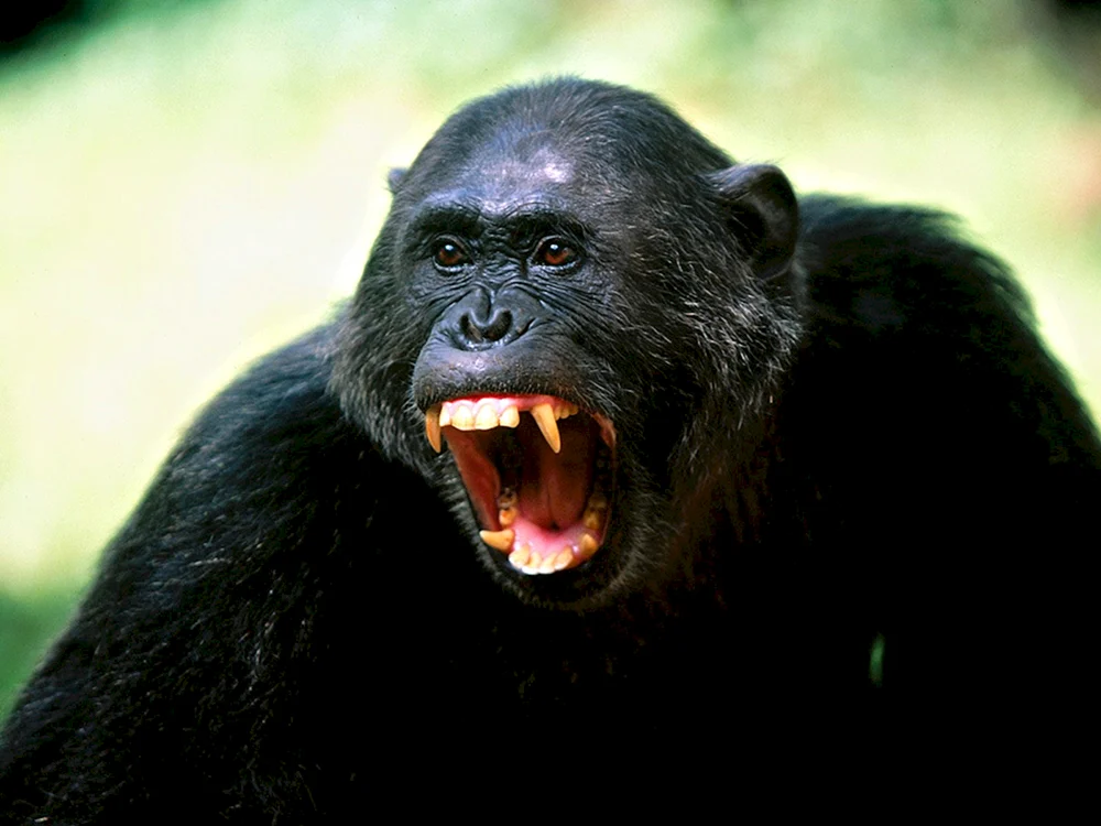 Affe
