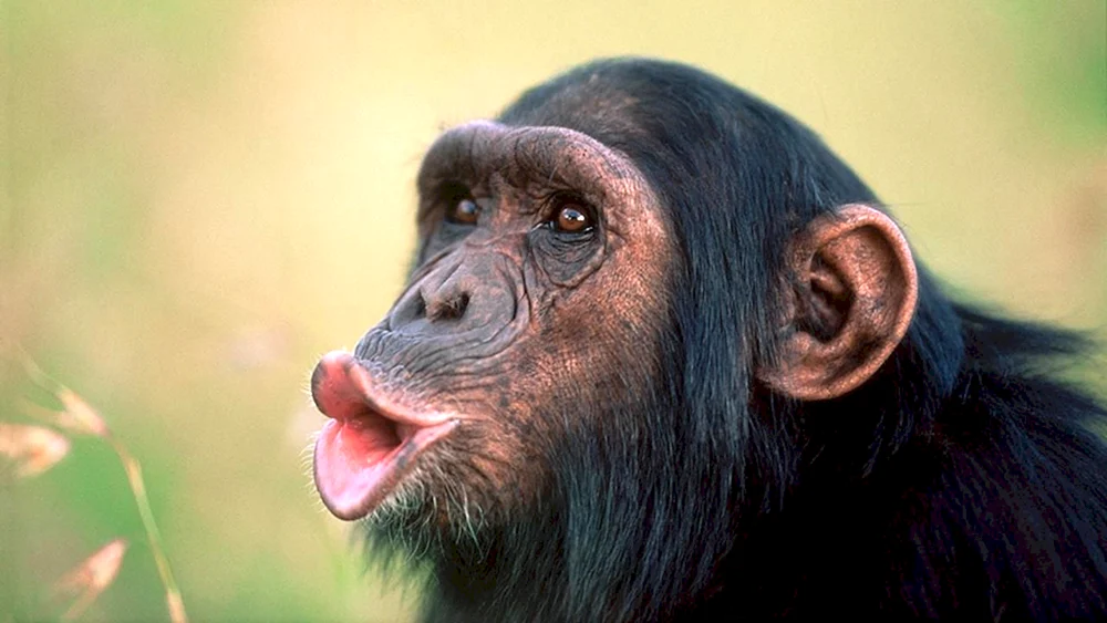 Affe