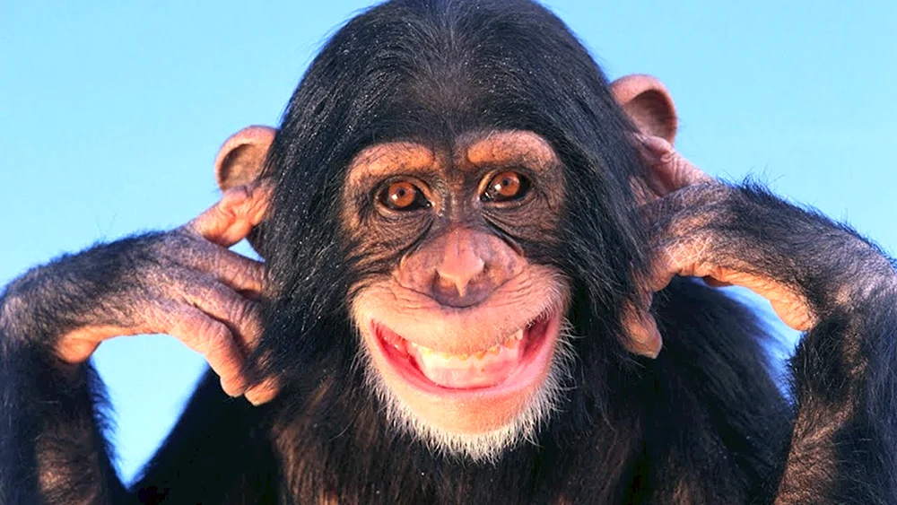 Humanoide Affen. Affen