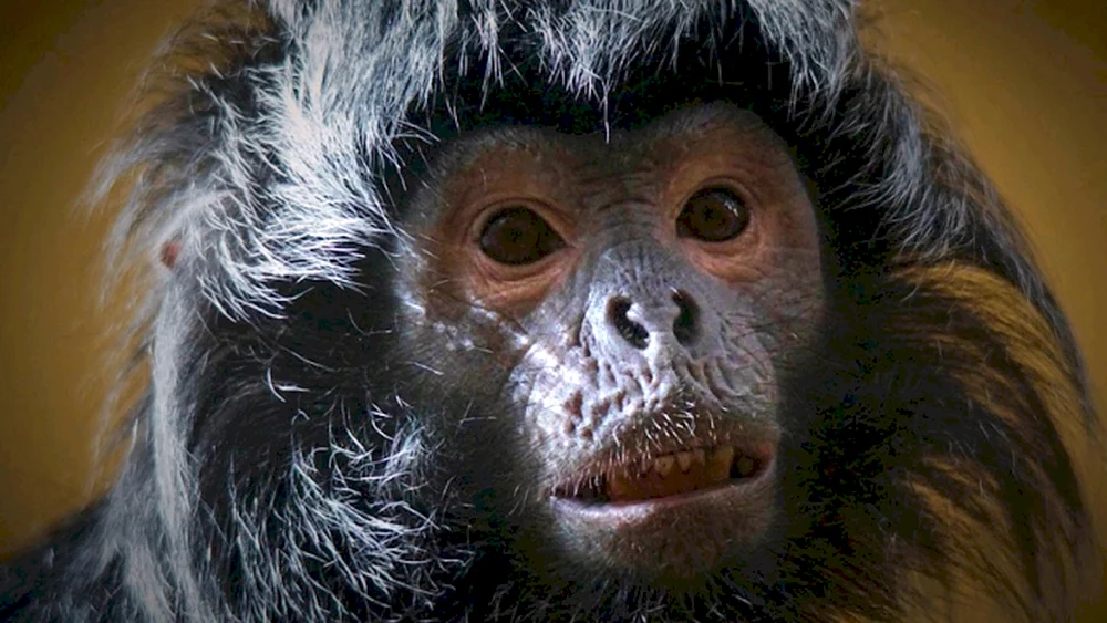 Silberrücken-Gorilla-Affe
