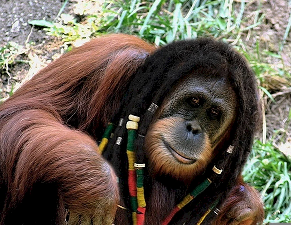 Orang-Utan und Affe