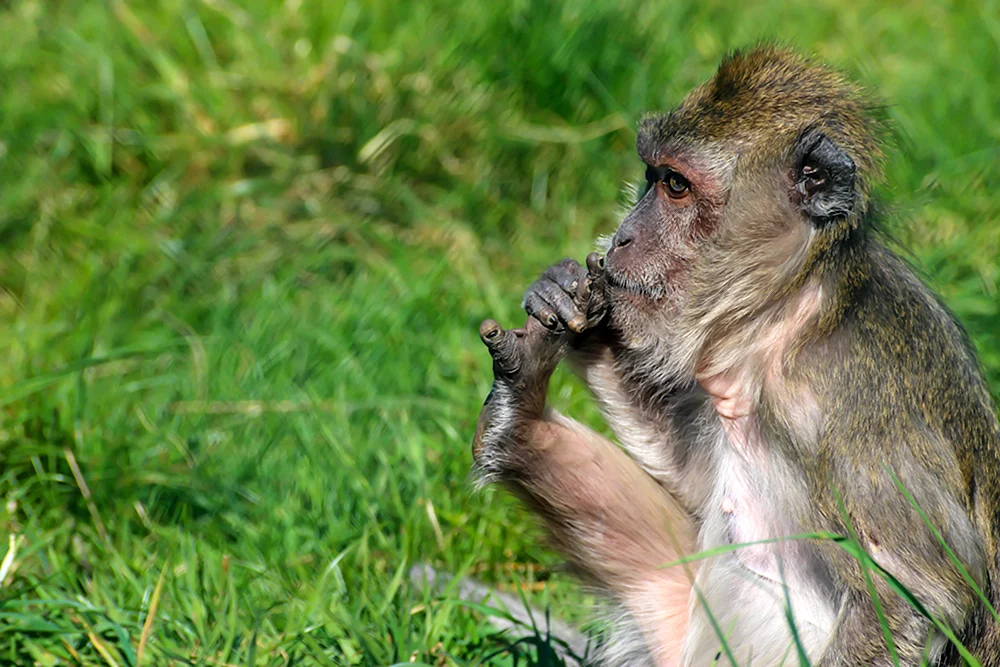Chichichi-Affe