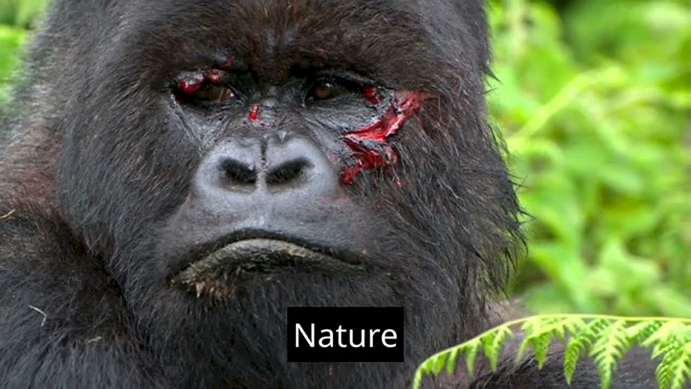 Gorilla-Affe