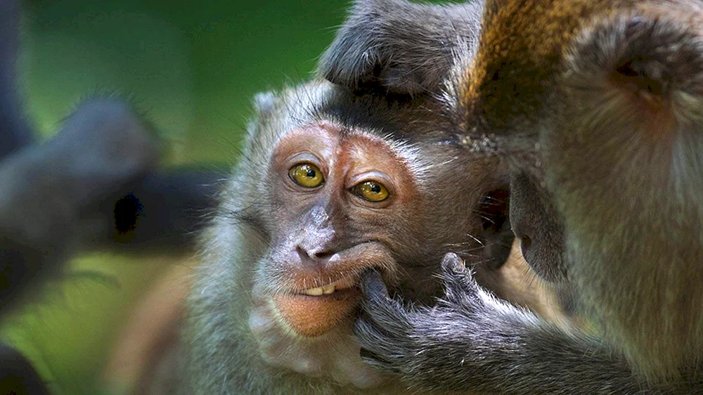 Rhesus-Affe