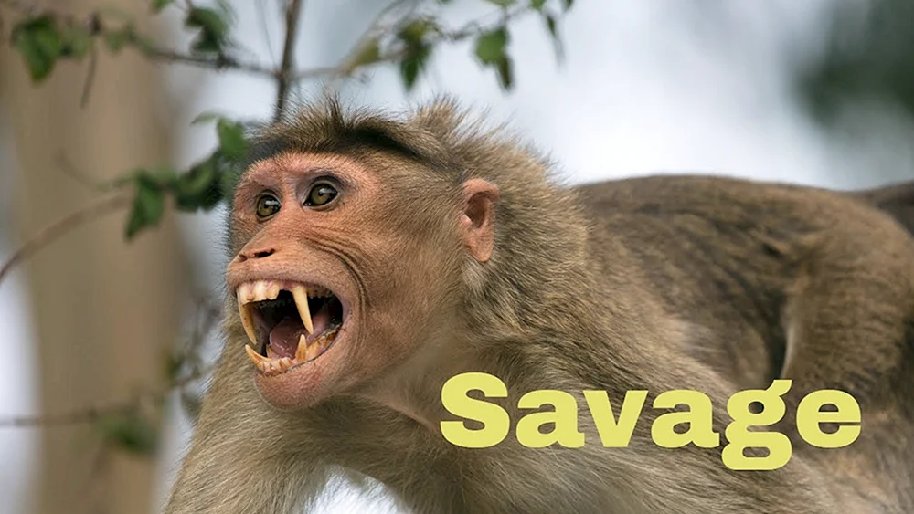 Macaca rhesus