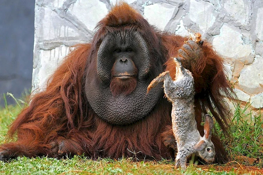 Affenrasse Orang-Utan