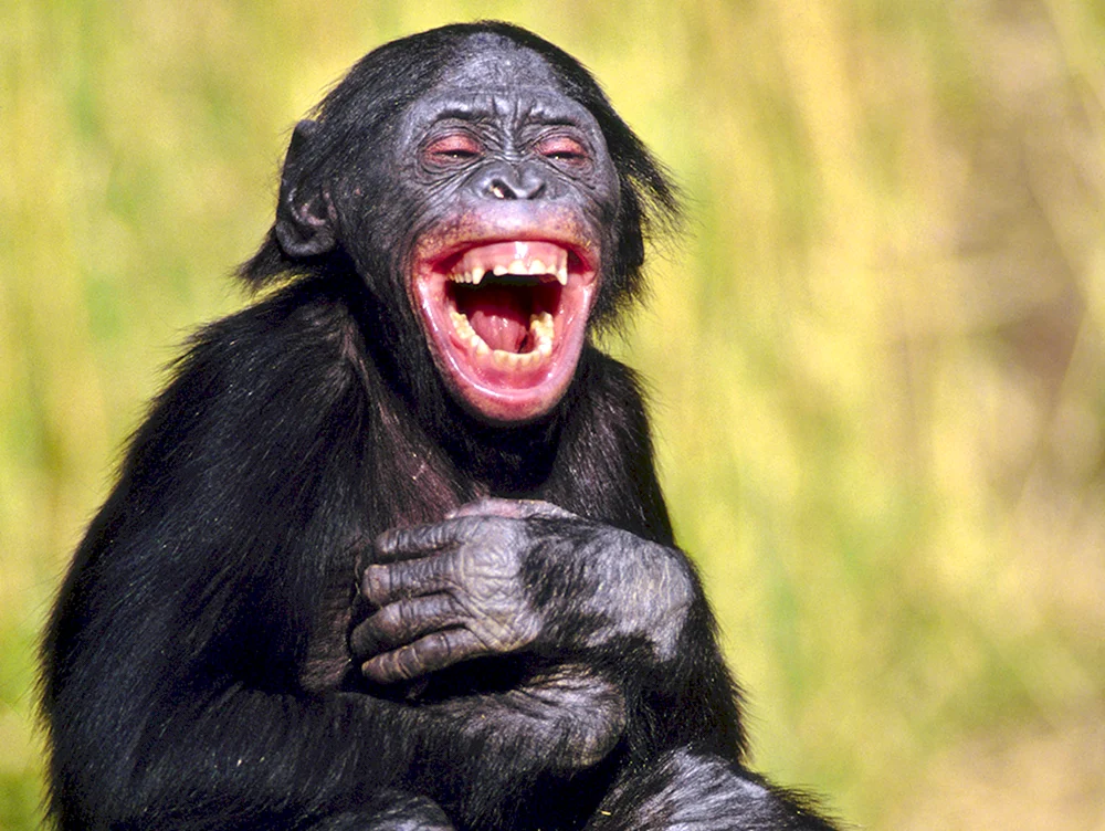 Affen lachen