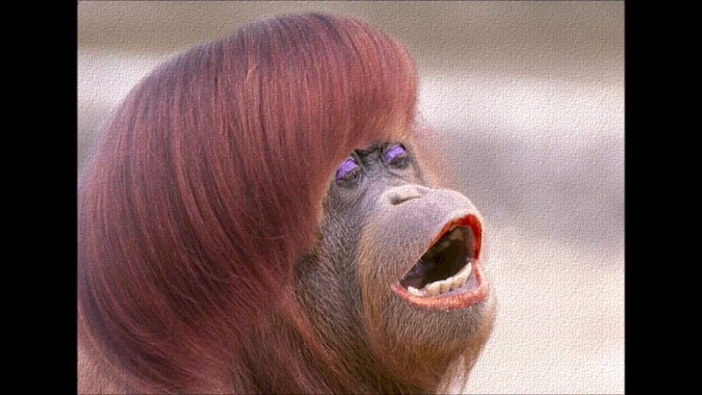 Affe mit Haaren