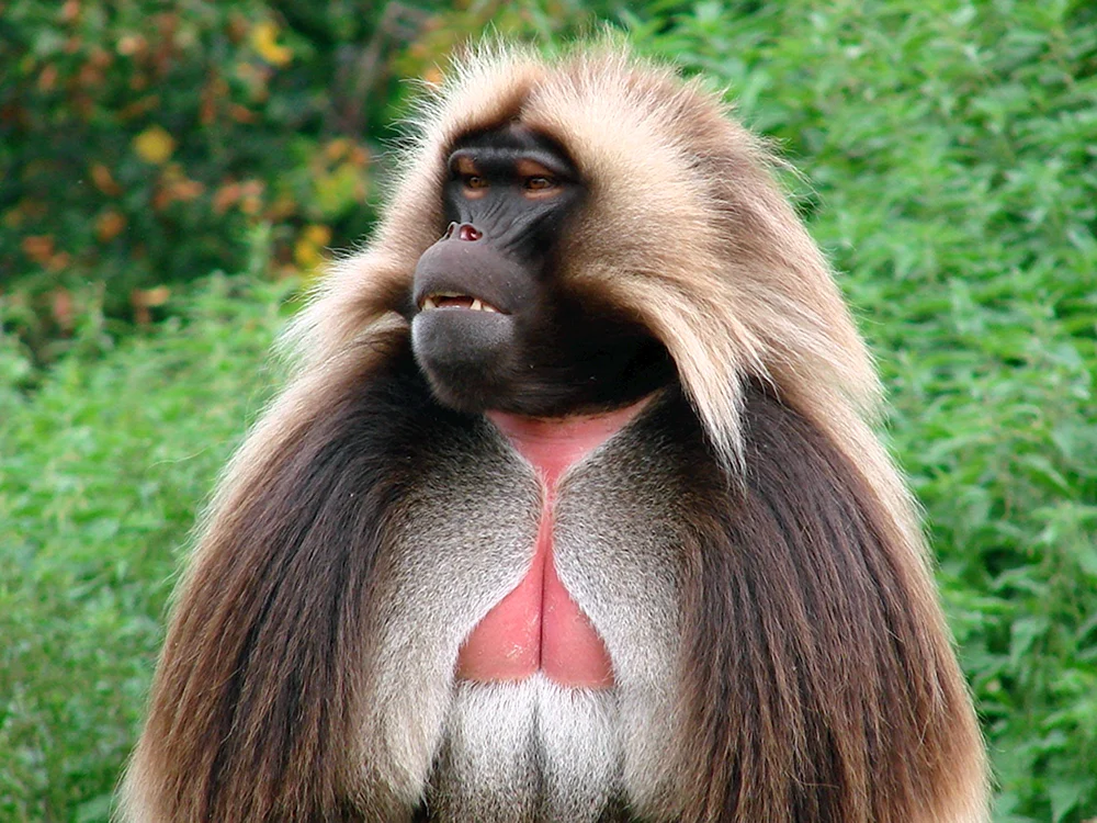 Affe