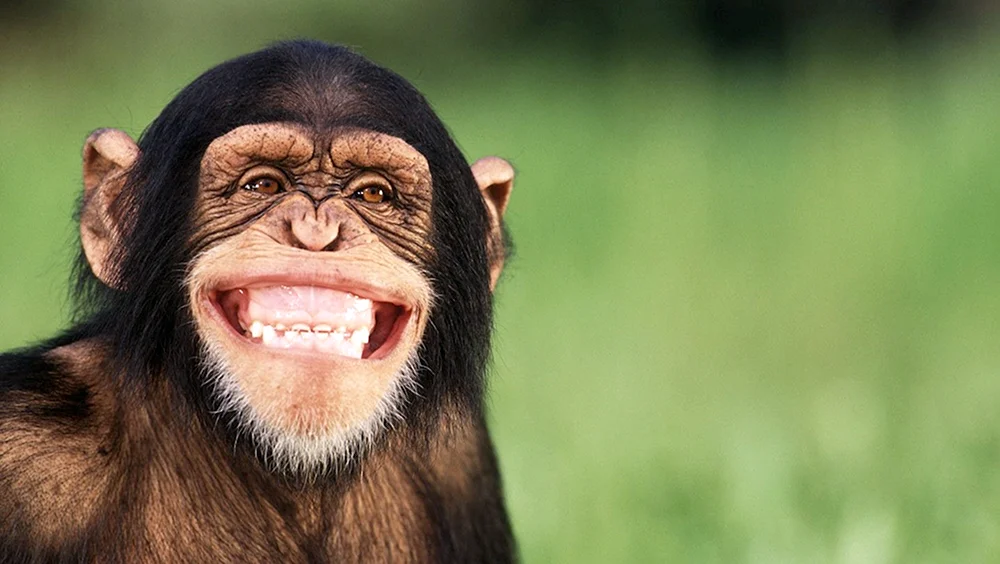 Affe lachen