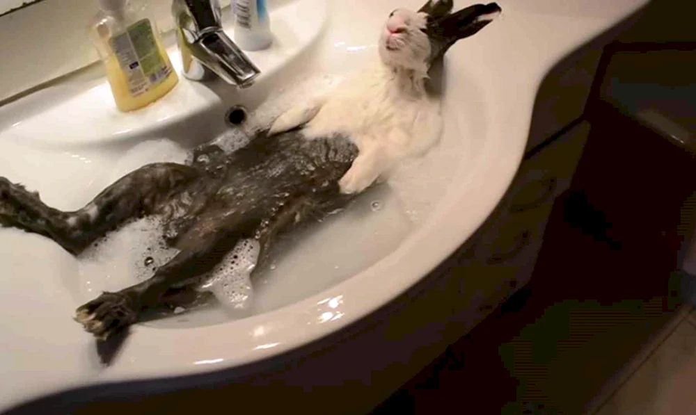 Katzenfett in der Wanne