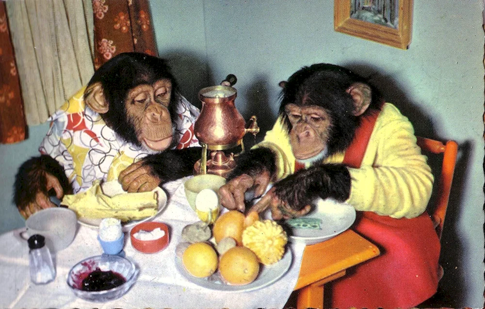 Affe bei Tisch