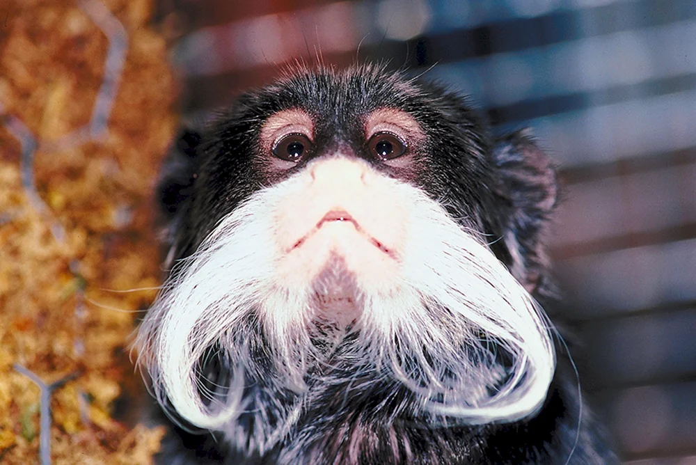 Orang-Utan-Affe