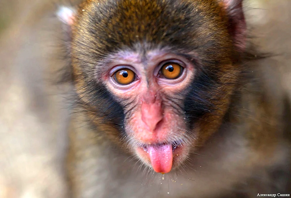 Orangutan