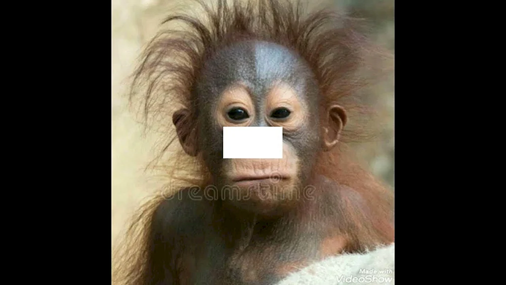 Affe mit Haaren