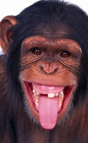 Affe lachend